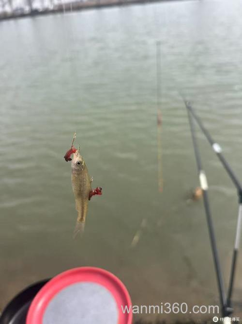 浮钓鲢鳙遇到麦穗闹窝?