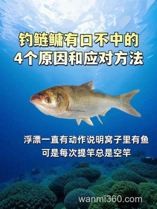 手竿钓鲢鳙:细分4个原因,避免有口不中鱼的提空竿