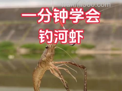 钓龙虾有什么技巧啊?
