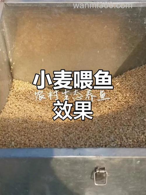 新鲜的小麦可以喂鱼吗？