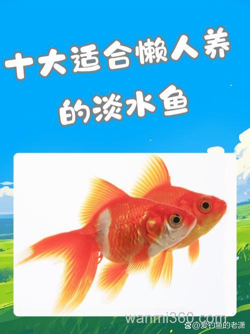什么鱼最好养活?什么鱼最溶氧死的最快?