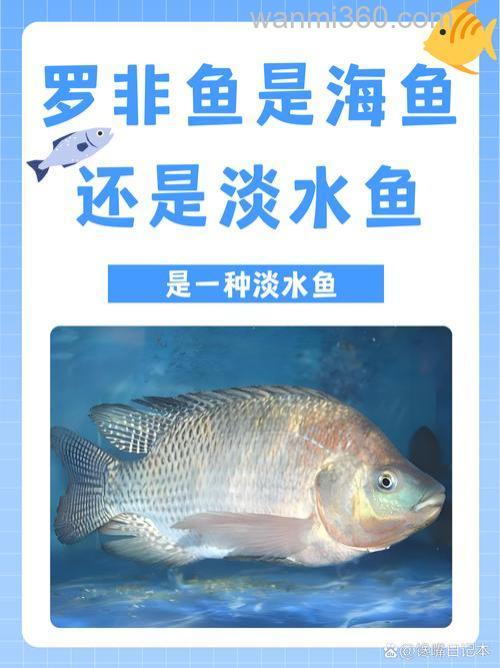 像罗非鱼的海鱼是什么鱼？