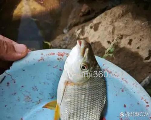 桃酥加酒米钓什么鱼？