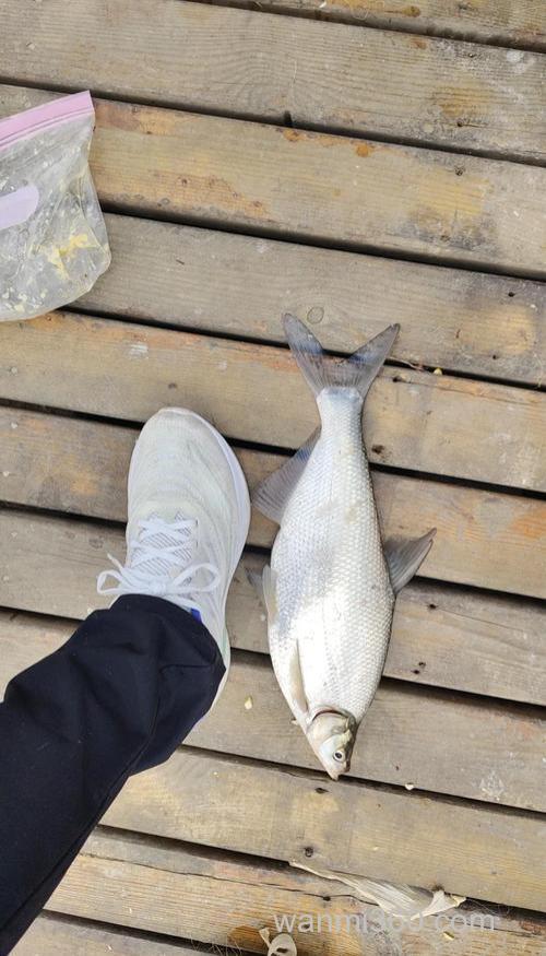 鳊鱼很难垂钓吗?