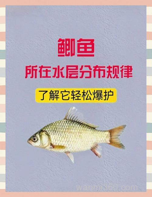 夏天钓鲫鱼用麝香好还是果香味好?
