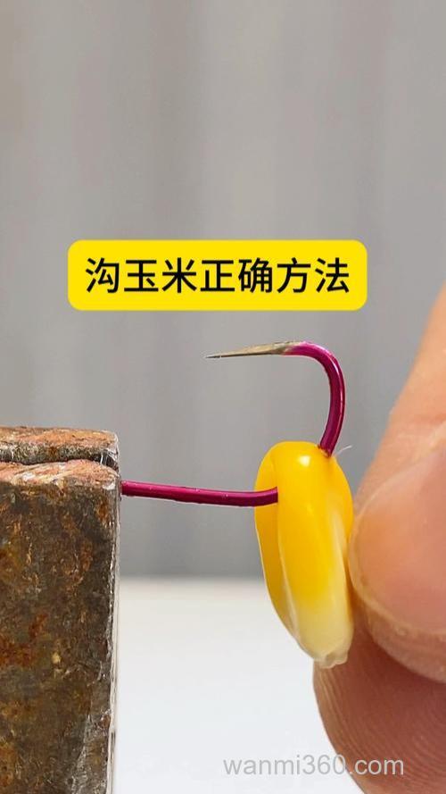 串钩挂嫩玉米能不能钓鲢鳙？