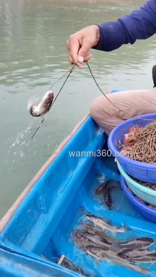 排钩延绳钓能钓鲢鳙吗?
