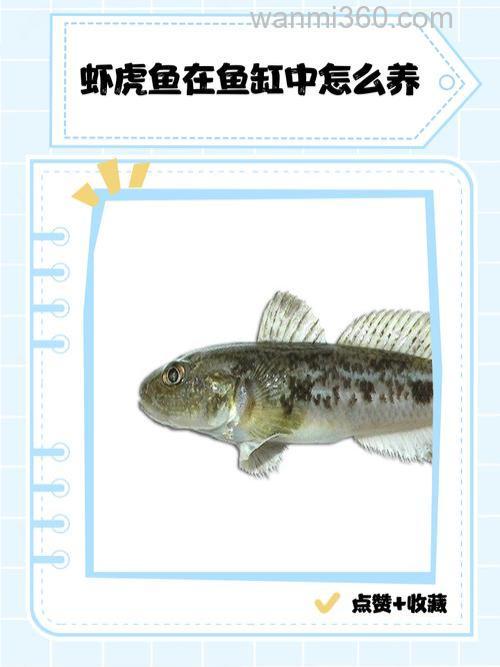 虾虎鱼是冷水鱼吗还是热水？