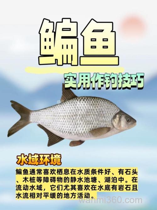早春钓鳊鱼实用技巧