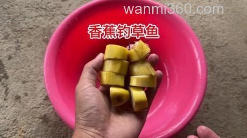 香蕉可以钓草鱼吗?