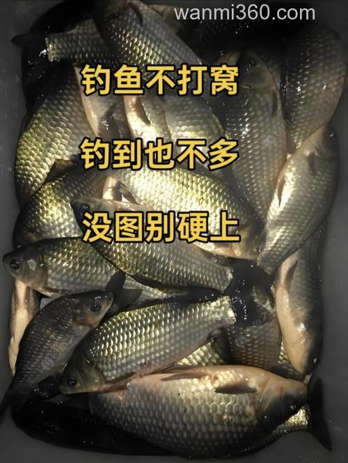 野钓用什么打窝 水深4米，钓鲤鱼