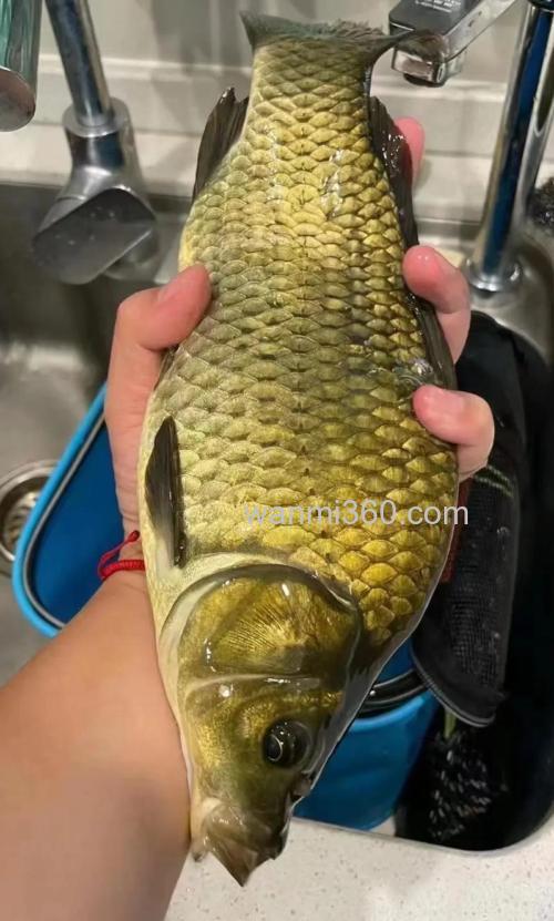 钓黄金鲫用什么味型？