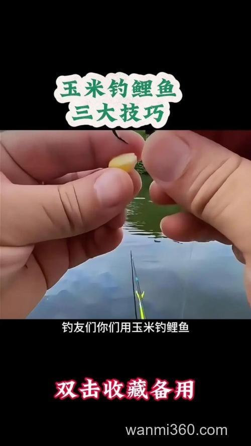 生玉米钓鲤鱼方法?