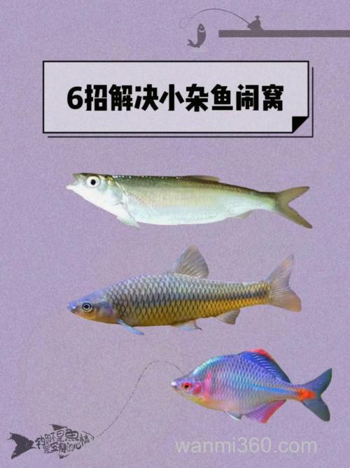 杂鱼闹窝怎样钓鲫鱼?