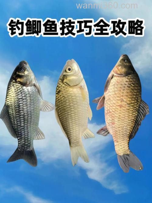 厌恶了钓鲫鱼,我们也可以用这几招钓鳊鱼