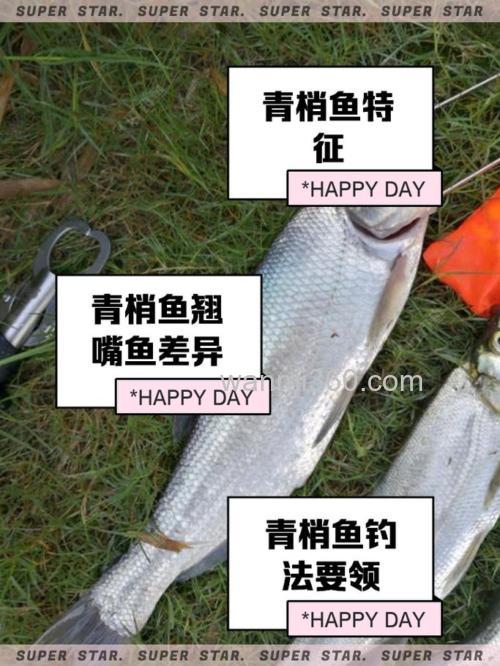 青稍是底层鱼吗?野钓青稍钓多深水?