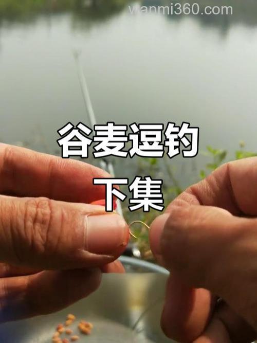 谷麦竿溜鱼手法?