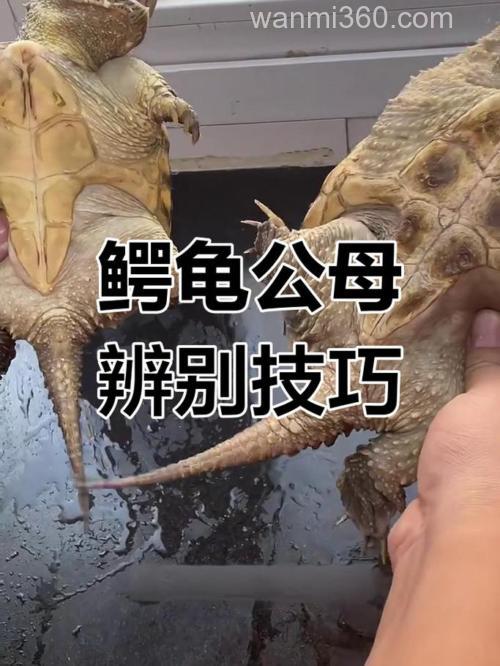 怎么区分大鳄龟和小鳄龟?