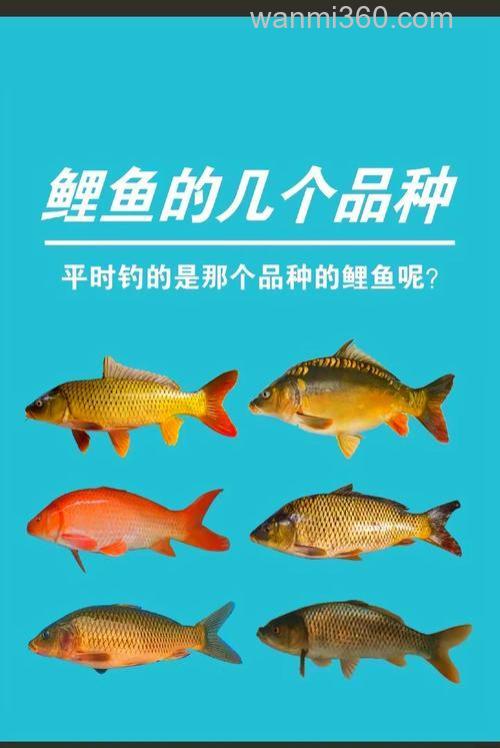 北方9月下旬钓鲤鱼深水还是浅水？