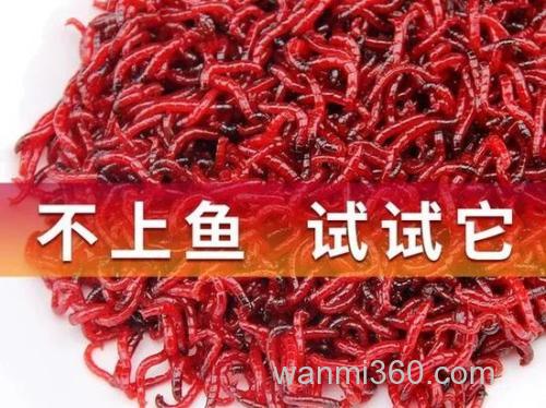 夏季钓鲫鱼用胡豆粉更好 ,还是用红蚯蚓?