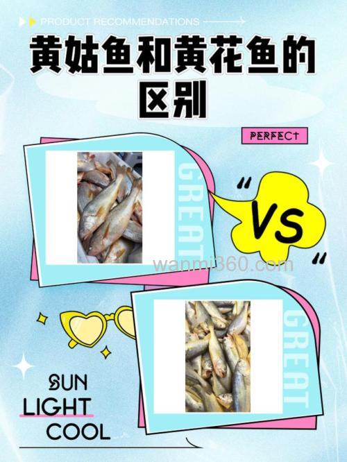 黄花鱼与黄姑鱼大揭秘:差异对比全解析