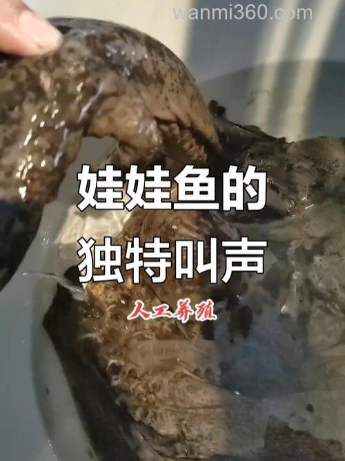 鱼有耳朵吗?鱼能听得见人说话吗?