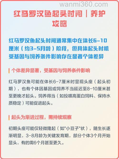 罗汉鱼怎么养才能让鱼起头