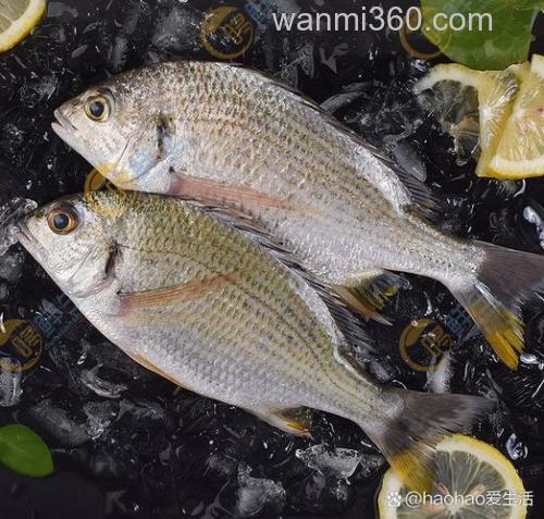 黄鲷是什么鱼？黄鲷鱼是海鱼还是淡水鱼？