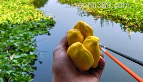 菠萝蜜能钓什么鱼？