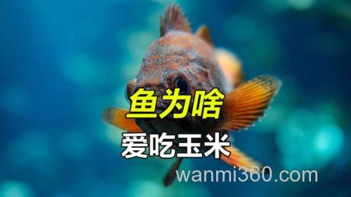 什么鱼吃玉米?