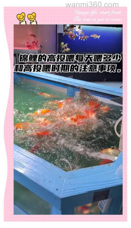 锦鲤可以喂大米吗？