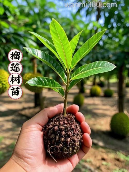 榴莲苗长了二十几公分要施肥吗?
