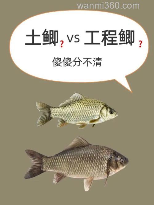 土鲫鱼多少鳞?土鲫鱼怎么区别?