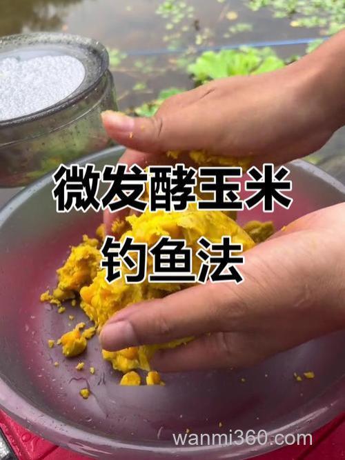 野钓发酵玉米如何打窝