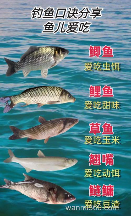 鲫鱼鲤鱼爱吃甜食吗