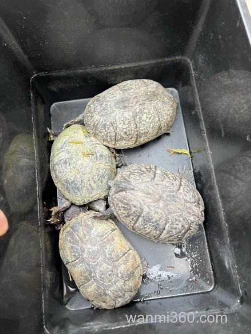 麝香龟几月繁殖?