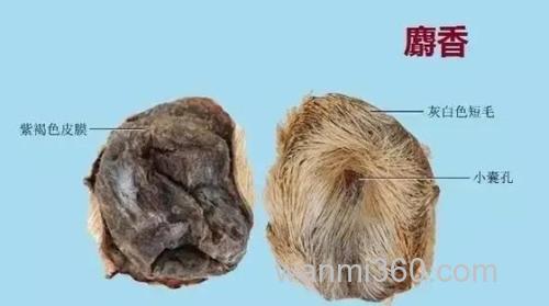 红虫麝香和五谷麝香有什么区别？