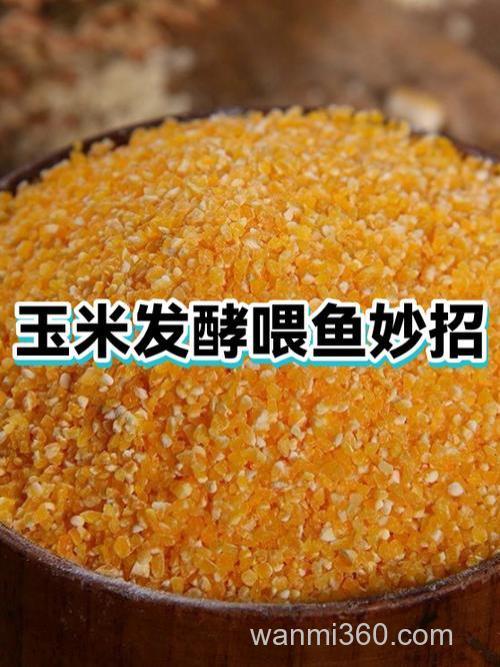 玉米喂鱼好还是小麦喂鱼好?