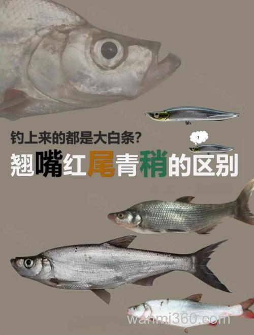 翘嘴和青梢哪个更好吃？