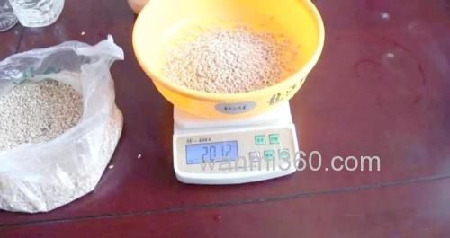 小麦饵料实测效果？