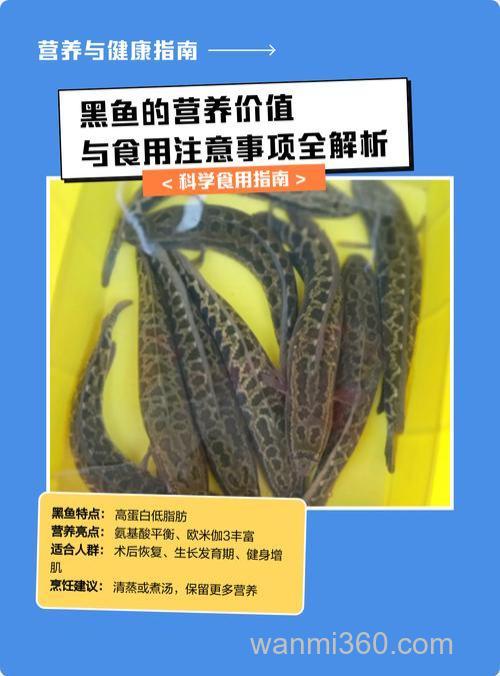 黑鱼为什么不建议吃?黑鱼的营养价值及功效与禁忌