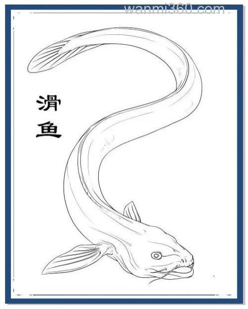 滑鱼是啥鱼?滑鱼是什么品种的鱼?