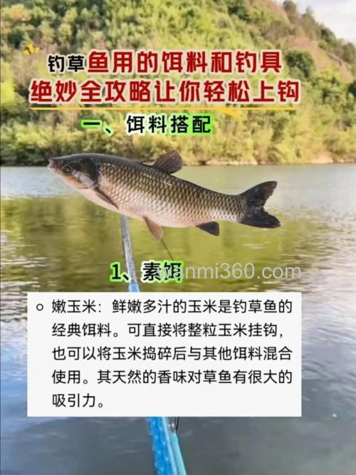 钓草鱼怎样使用饵料?