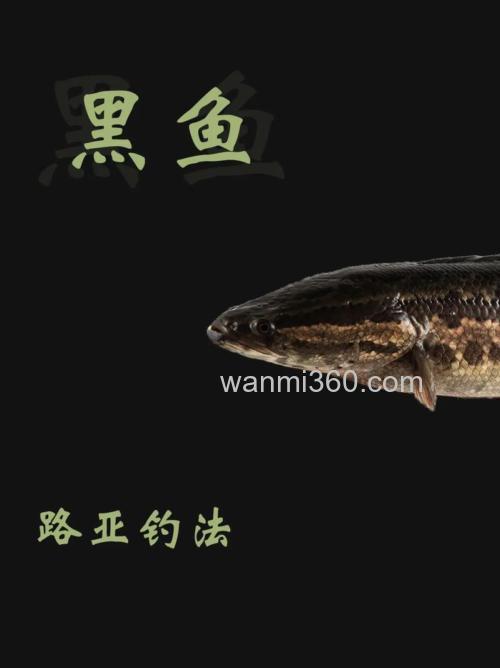 路亚钓黑鱼用什么竿子好?选线技巧