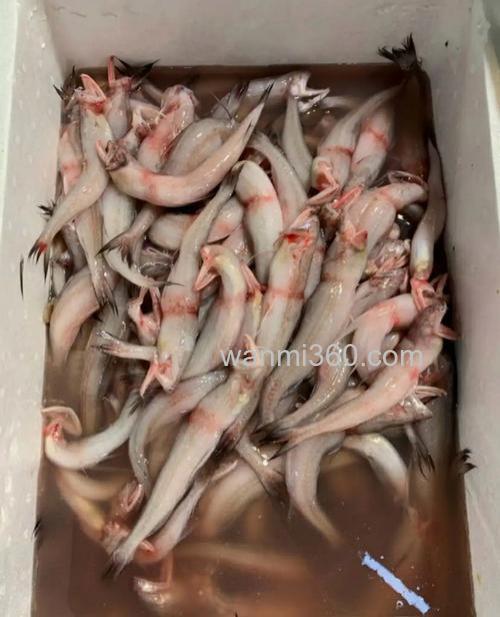 请问这是什么鱼?
