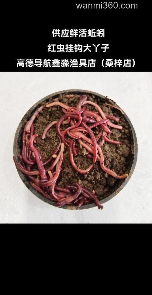 钓鲤鱼用红虫还是蚯蚓?