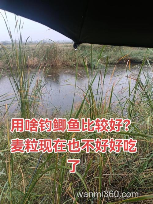冬天季节老坛麦粒钓鲫鱼好用吗?