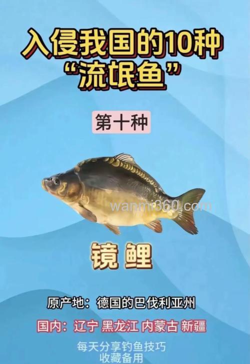 镜鲤是什么?一文读懂镜鲤鱼