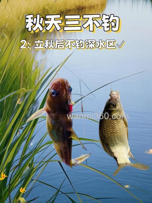 深秋十月怎样钓鲤鱼?
