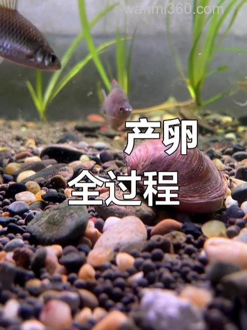 鳑鲏鱼几月份产卵?鳑鲏鱼最大能长多大?